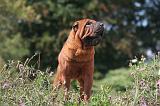 SHAR-PEI 843